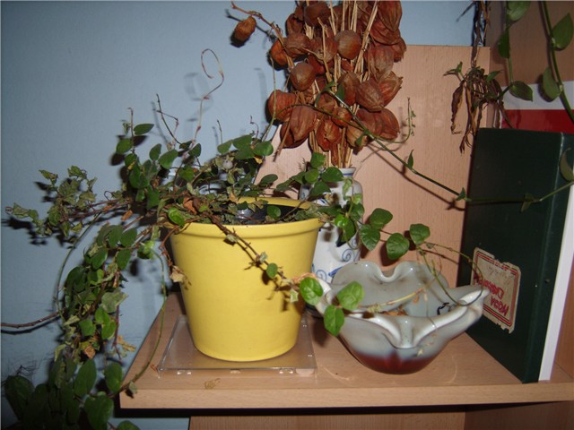 pumila